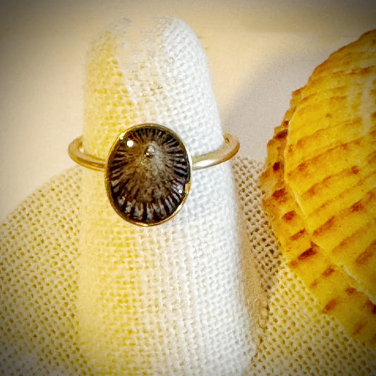 ‘Opihi gold cuff shell ring