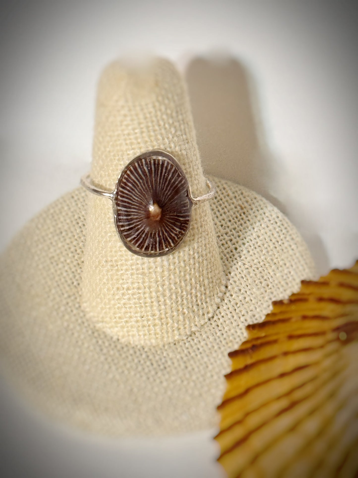 ‘Opihi shell ring