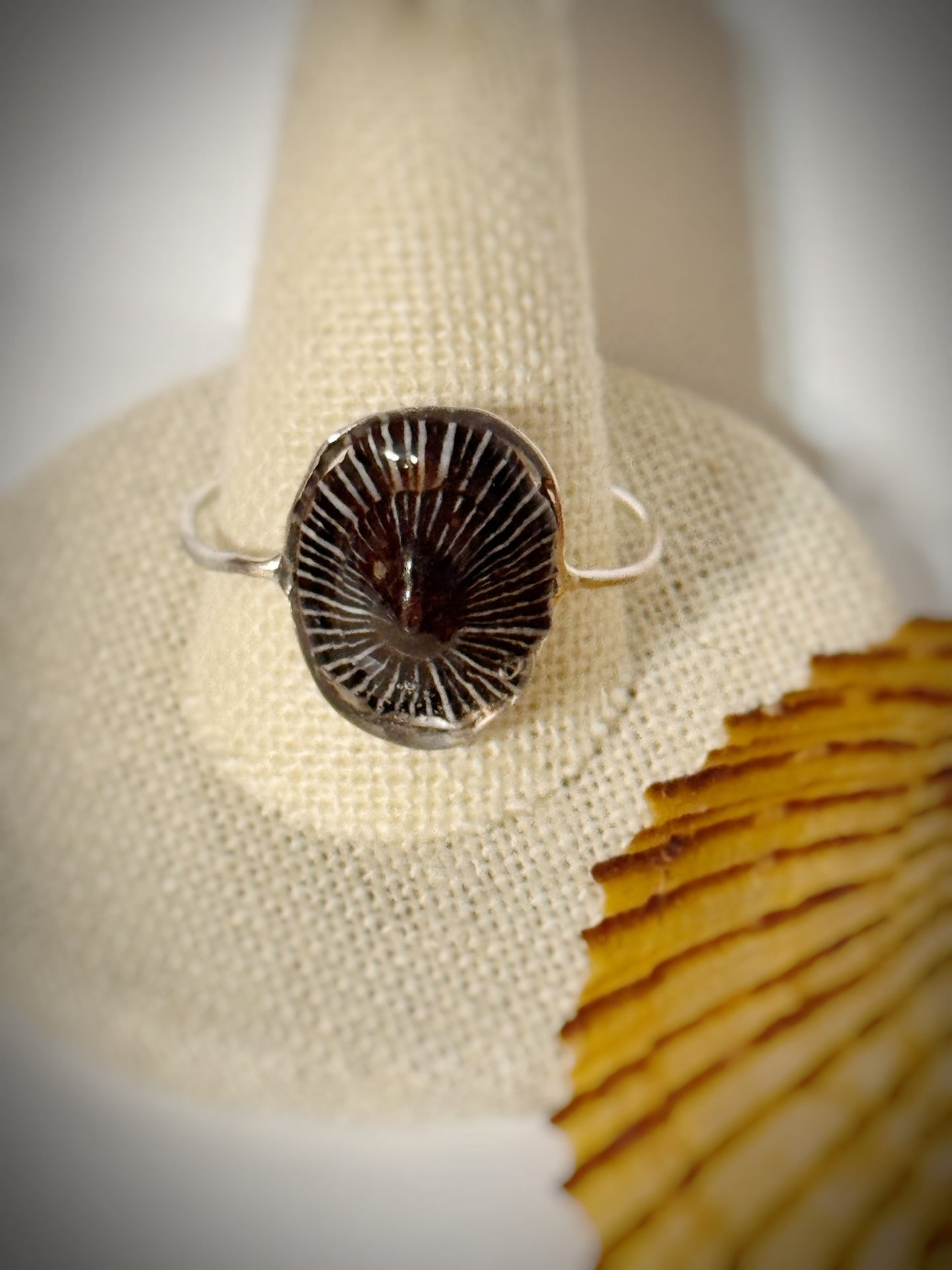 ‘Opihi shell ring