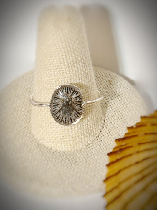 ‘Opihi shell ring