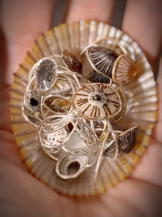 ‘Opihi shell ring