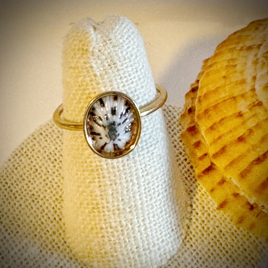 ‘Opihi gold cuff shell ring