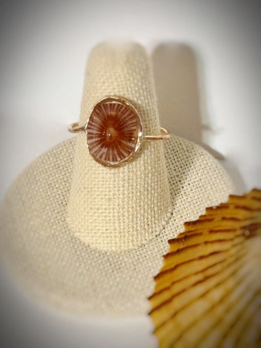 ‘Opihi shell ring