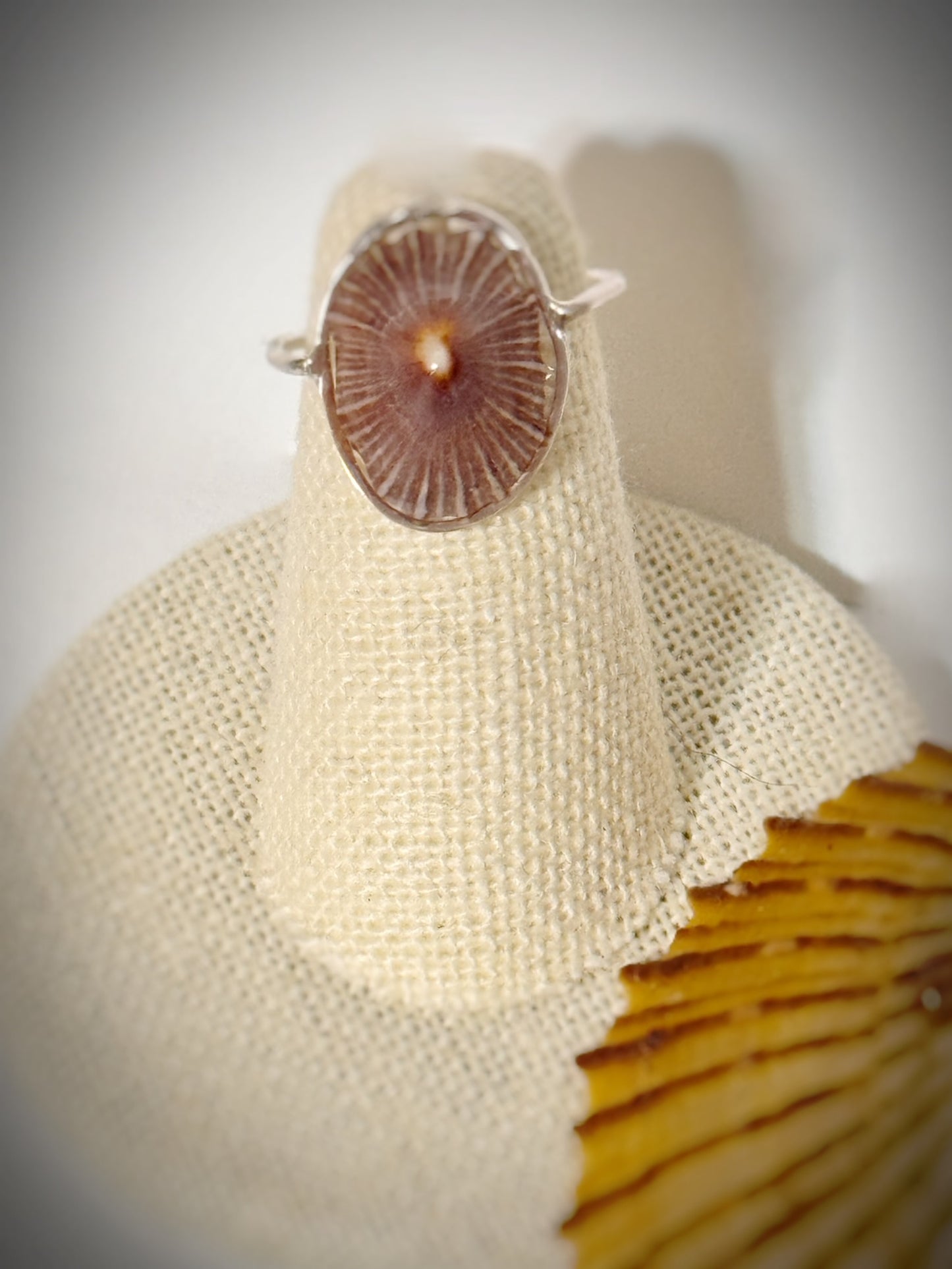 ‘Opihi shell ring