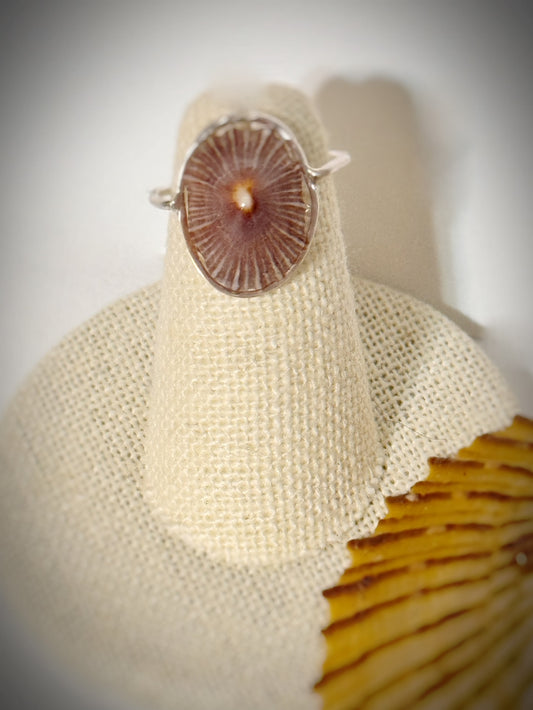 ‘Opihi shell ring