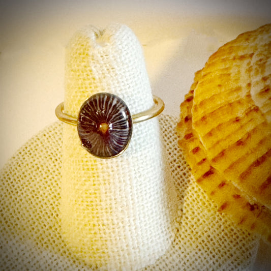 ‘Opihi gold cuff shell ring