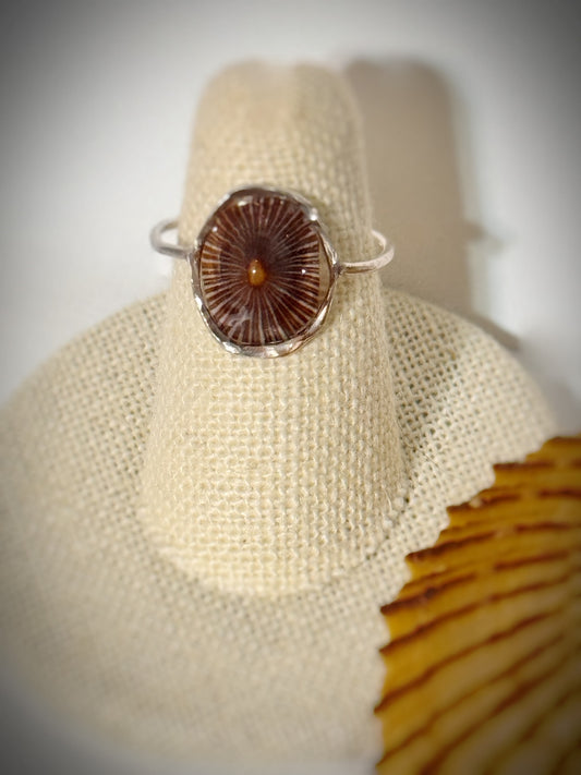 ‘Opihi shell ring