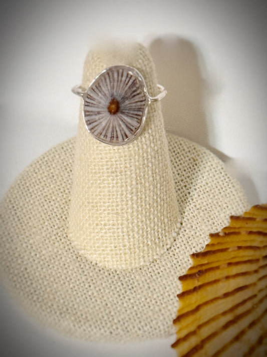 ‘Opihi shell ring
