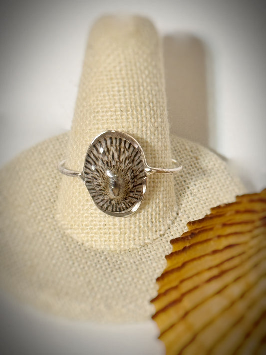 ‘Opihi shell ring