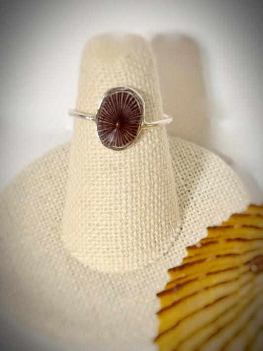 ‘Opihi shell ring
