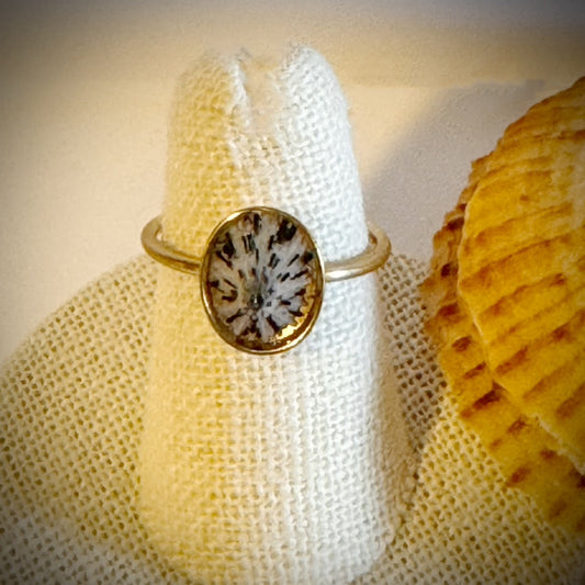 ‘Opihi gold cuff shell ring