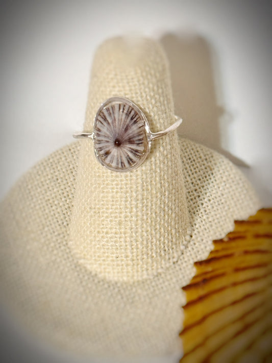 ‘Opihi shell ring