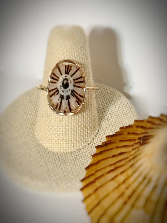 ‘Opihi shell ring