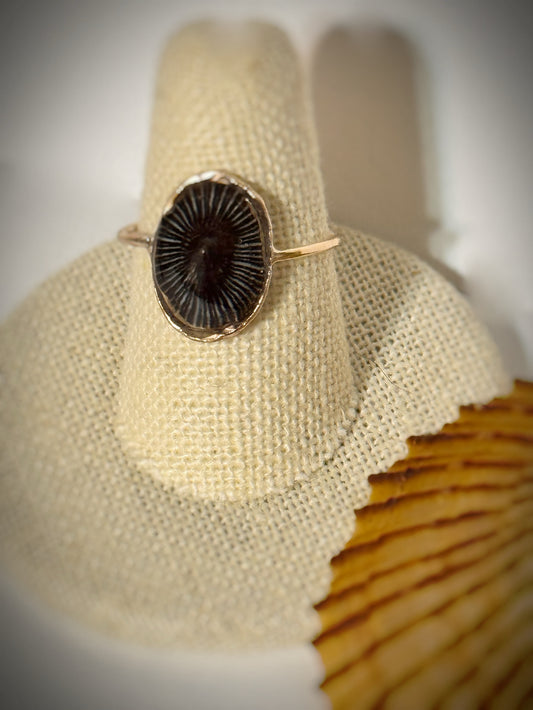 ‘Opihi shell ring