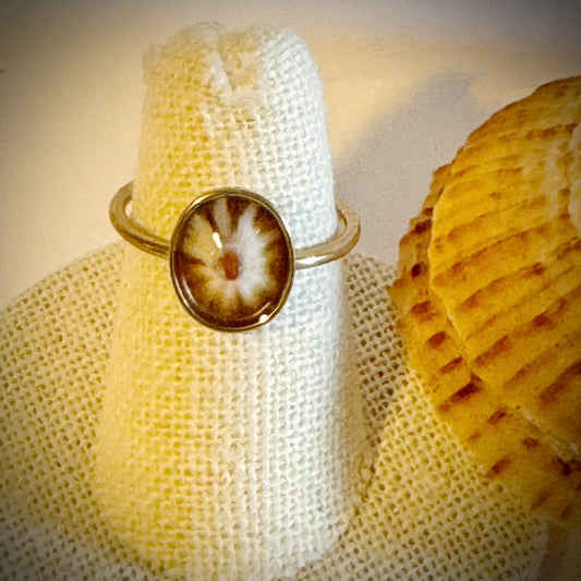‘Opihi gold cuff shell ring