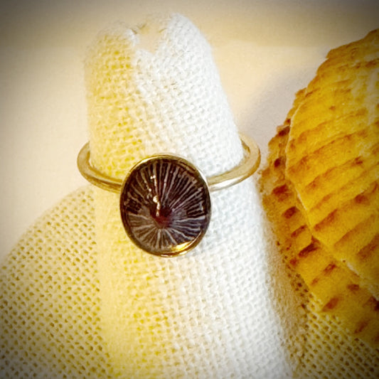 ‘Opihi gold cuff shell ring