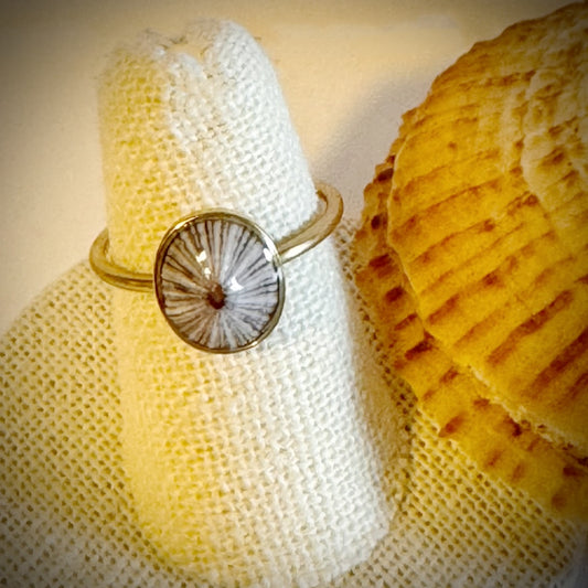 ‘Opihi gold cuff shell ring