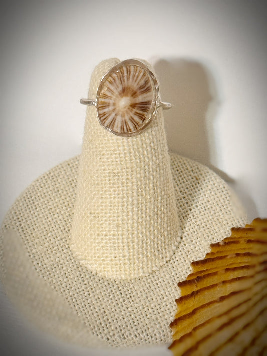 ‘Opihi shell ring