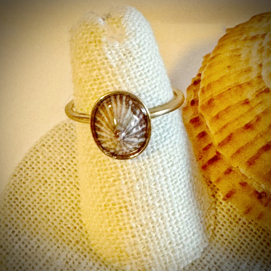 ‘Opihi gold cuff shell ring
