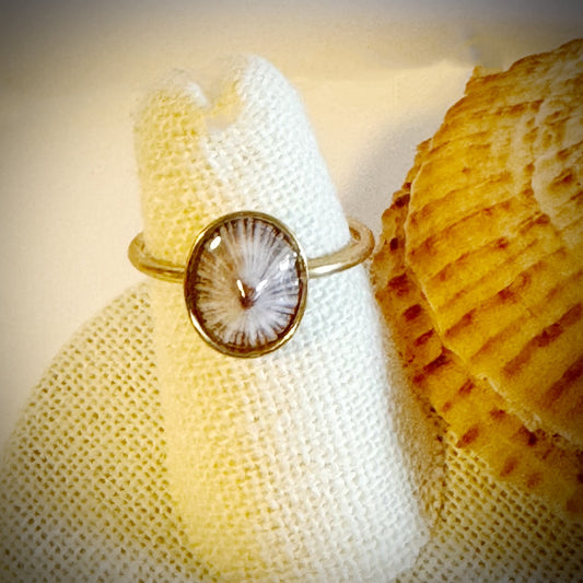 ‘Opihi gold cuff shell ring
