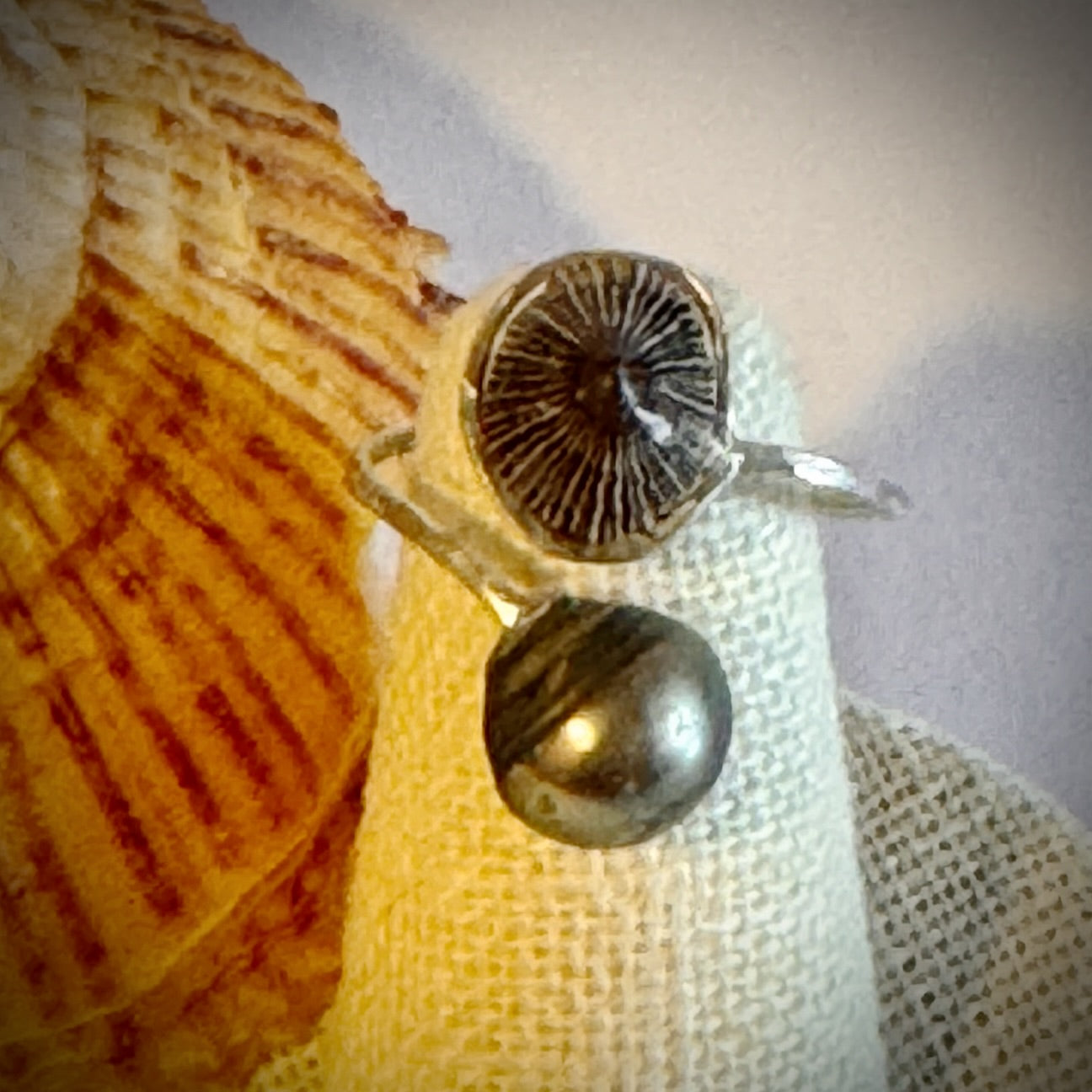 ‘Opihi with Tahitian pearl silver cuff adjustable shell ring