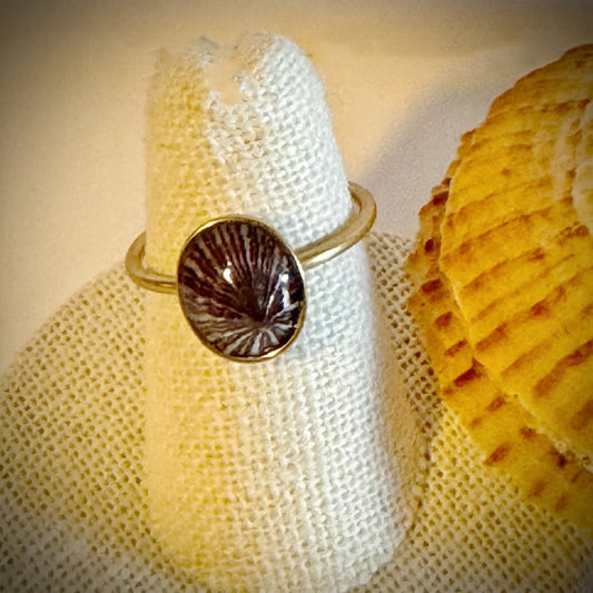 ‘Opihi gold cuff shell ring