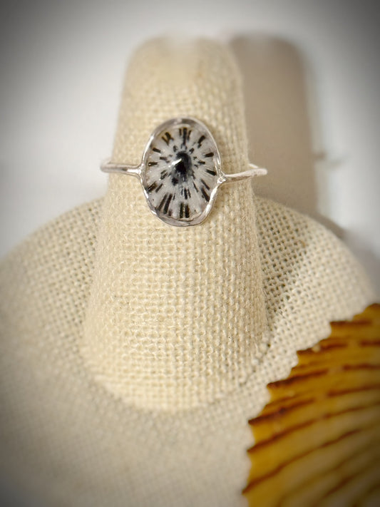 ‘Opihi shell ring