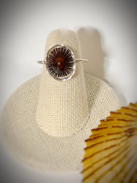 ‘Opihi shell ring