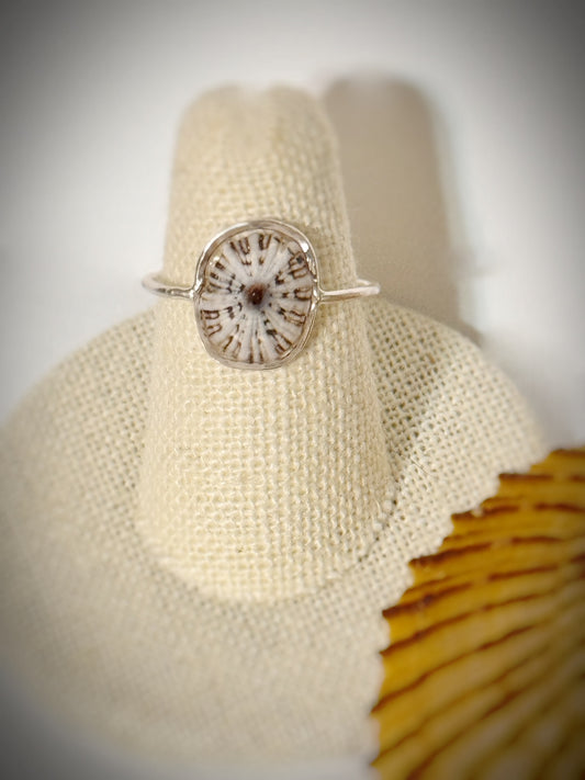 ‘Opihi shell ring