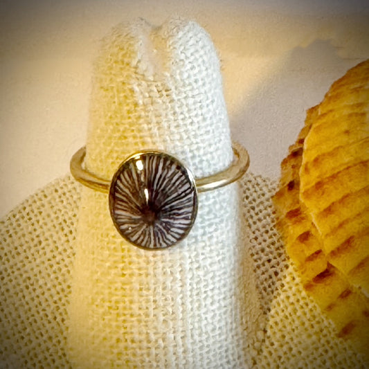 ‘Opihi gold cuff shell ring
